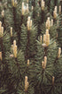 f_article.image.alt
