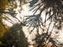 f_article.image.alt